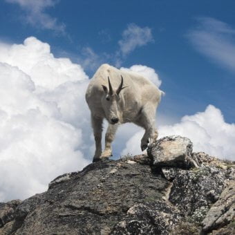 mountain-goat-5-hour-working-day-blog