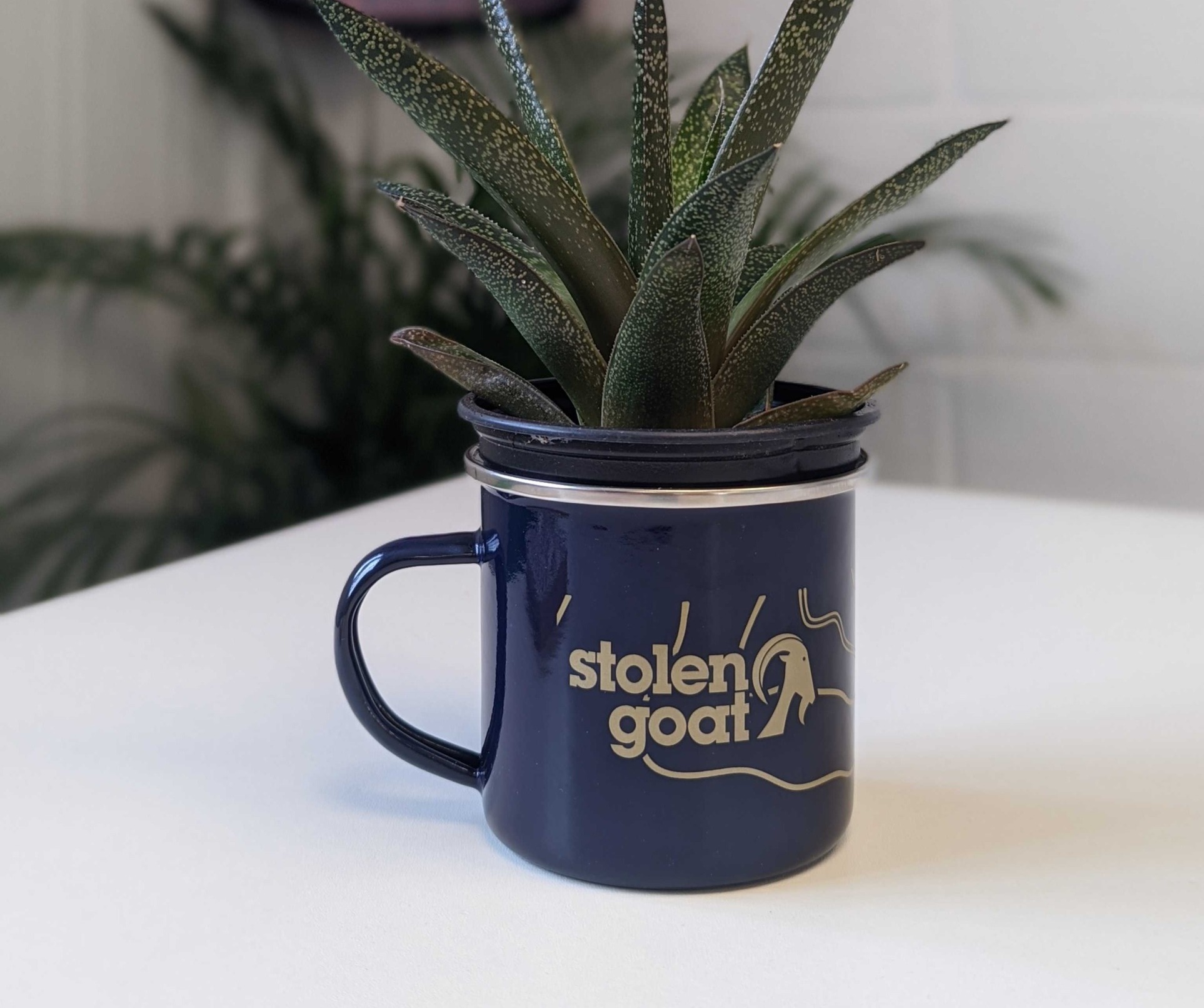 Plant in a Stolen Goat mug
