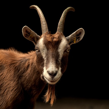 brown-goat-black-background